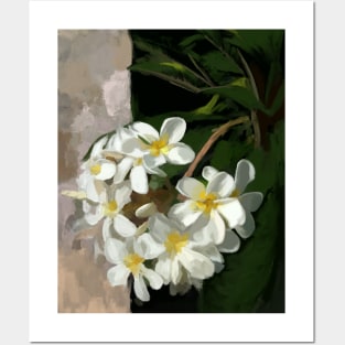 Plumeria blooming Posters and Art
